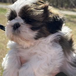 Boy 1 Available for pickup March 28th - Brindle and white male Shih Tzu puppy in Beaverdam, Virginia from Brockle Rock