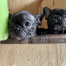 French Bulldog Puppies from Paw and Oates