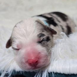 Riddikulus - Blue merle male Border Collie puppy in Chicora, Pennsylvania from Riverwood