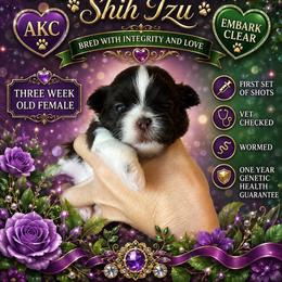 Girl 2 - Liver and white female Shih Tzu puppy in Dallas, Texas from Almost Heaven Shih Tzu