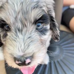Gravy - male Australian Mountain Doodle puppy in Sherrills Ford, North Carolina from Magnolia Grove Farms
