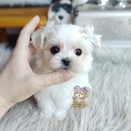 Companion Cross, Havanese, Mal-Shi, Maltese, Maltipoo, Morkie, and Shih Tzu Puppies from Seeking Shalom Acres Maltese, Maltipoos & Havamalts
