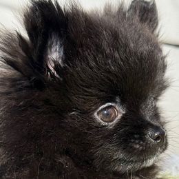 Rose - Black female Pomeranian puppy in Edmond, Oklahoma from My Sun & Moon Poms