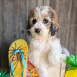 Lily-yellow collar - Mahogany and white female Saint Berdoodle puppy in Paw Paw, Michigan from ProAct Canines