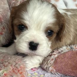 Milo - AKC - Blenheim male Cavalier King Charles Spaniel puppy in Mc Louth, Kansas from Harmony Valley Cavaliers & Havanese