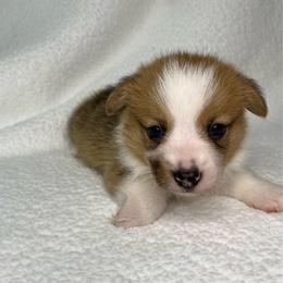 Tilly - Red female Pembroke Welsh Corgi puppy in Ocala, Florida from Osborne Corgis