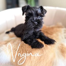 Virginia AKC - Black female Miniature Schnauzer puppy in Victorville, California from West Coast Royal Miniature Schnauzer