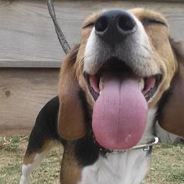 Beagles from Clover Beagles