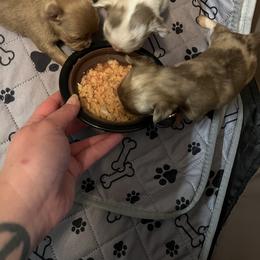 Chihuahua Puppies from Snow Peak Chihuahuas