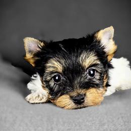 Yorkshire Terrier Puppies from Pixieland Yorkshire Terriers