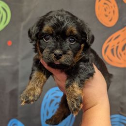 Frappe - Black and tan female Yorkipoo puppy in Coshocton, Ohio from Forever Family Puppies