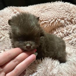 Rolo - Chocolate male Pomeranian puppy in Waterloo, Indiana from Garcias Pomeranian