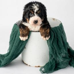 Manny - Tri-color male Bernedoodle puppy in Lititz, Pennsylvania from Sleepy Hollow Acres
