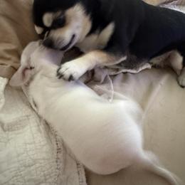 Chihuahua Puppies from McQueen’s Chi”s