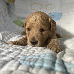 Goldendoodle Puppies from Cassie Farms