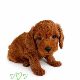Mick - Red  male Goldendoodle puppy in Warrensburg, Missouri from Supreme Doodles