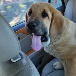 Elvis - Wolfgray male Spanish Mastiff puppy in Prosperity, Pennsylvania from Prosperity Guardians