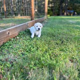 Golden Retriever Puppies from Trillium Spring's Goldens