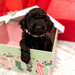 Prancer - Black male Goldendoodle puppy in Wilson, North Carolina from Cedar Creek Doodles