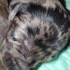 Dachshund Puppies from Little Long & Lovely Dachshunds