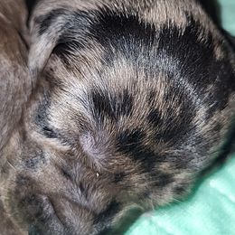 Dachshund Puppies from Little Long & Lovely Dachshunds