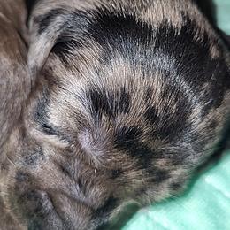 Dachshund Puppies from Little Long & Lovely Dachshunds