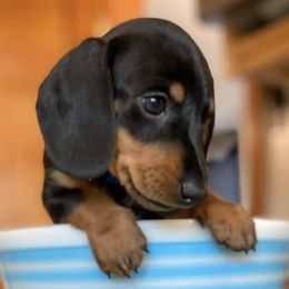 Dachshund Puppies from Maisy & Meg