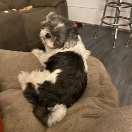 tt - Shih Tzu