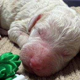 Boo-Boo - Parti male Golden Aussiedoodle puppy in Lakeland, Florida from Poodles Doodles Standard and Mini LLC