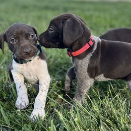 German Shorthaired Pointers from Chris's GSPs