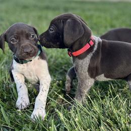 German Shorthaired Pointers from Chris's GSPs