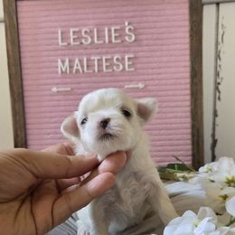 Girl - White female Maltese puppy in Moreno Valley, California from Leslie's Maltese