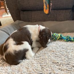 English Springer Spaniel Puppies from Timothy Naylor