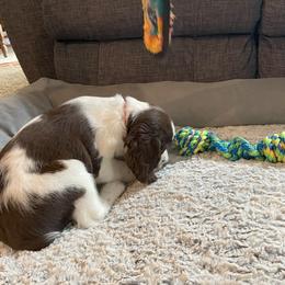 English Springer Spaniel Puppies from Timothy Naylor