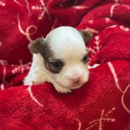 Peaches - White female Havanese puppy in Ceredo, West Virginia from Lisa’s Havanese