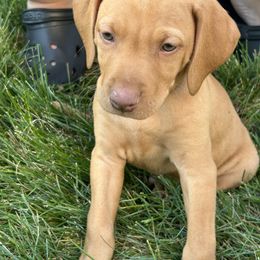 Lily's Boy Lime Green - Golden rust male Vizsla puppy in Valparaiso, Indiana from Shepherd Family Vizslas