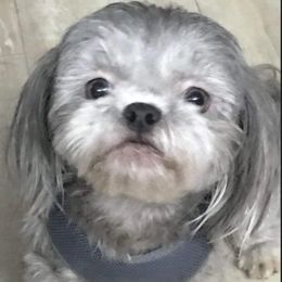 Maggie - Shih Tzu