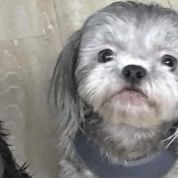 Maggie - Shih Tzu