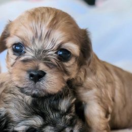 Rose - Black and gold female Yorkipoo puppy in Idaho from Little Rascal Ranch