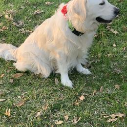 Golden Retriever All Grown Up from Lagniappe Goldens