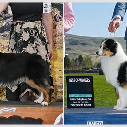 Miniature American Shepherd puppies from Casita Miniature American Shepherds