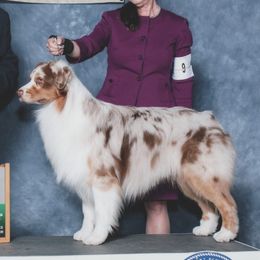 Australian Shepherds from Bellamist Aussies