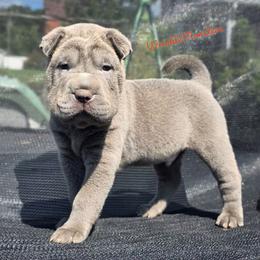 Duke - Blue male Chinese Shar-Pei puppy in Salem, Ohio from WrinkleMonsters