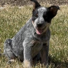 Australian Cattle Dog puppies from Rocking P Ranch