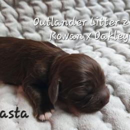 Girl 3 Jocasta - Sable female Cocker Spaniel puppy in Morristown, Tennessee from Down in the Holler