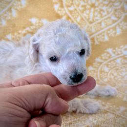 Matcha - White male Poodle puppy in Marsing, Idaho from Araceli Toy Poodles