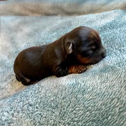 Lily - Black and tan female Yorkshire Terrier puppy in Smryna, Georgia from Owensons’ Kennel