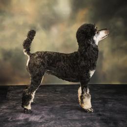 Lucy - Poodle