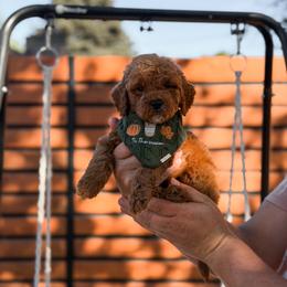 Boy 5 - male Goldendoodle puppy in Spokane, Washington from Dream Doodles in Spokane WA