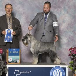 Seven - Standard Schnauzer